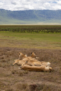 Tanzania Safari, Ngorongoro Crater