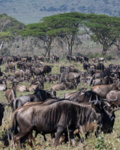 Tanzania Safari, Serengeti Safari